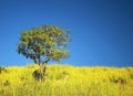 Solitary tree under beautiful sky Royalty Free Stock Photo