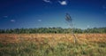 Solitary tree in vast grass field on sunny day with blue sky and clouds in background Royalty Free Stock Photo