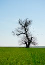 solitary tree in the wheat