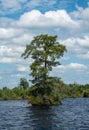 Trees standing alone in the Great Dismal Swamp in Virginia, USA Royalty Free Stock Photo
