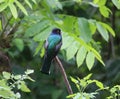 Solitary Trogon caligatus bird species perched