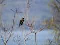 A solitary Tui bird rests on a branch overlooking Lake Wakatipu in Queenstown, New Zealand.