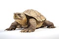 A solitary turtle, set against a clean white backdrop, showcasing its brown carapace while leisurely walking,