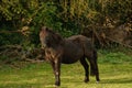 Solitary, elderly, scruffy horse in a field.