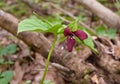A solitary Wake robin trillium plant emerging in a spring forest.