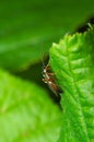 Solitary wasp on a leaf