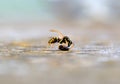 Solitary wasp, single colorful wasp closeup macro