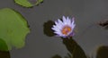 A Solitary Water Lily Flower stands proud in the Lily Ponds at the Botanical Gardens in Mauritius..