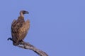 Solitary white-backed vulture Gyps africanus sitting on a dead tree alone Royalty Free Stock Photo