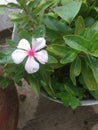 Solitary white flower innocence