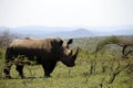 A solitary white rhino in NP, Africa