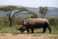 A solitary white rhino in NP, Africa