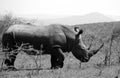 A solitary white rhino in NP, Africa