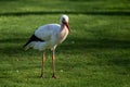 A solitary white stork walks across some lush green grass