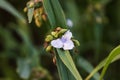 Solitary white Widows Tears blooms in the front garden