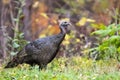 Solitary Wild Turkey in Smoky Mountains National Park Royalty Free Stock Photo