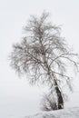 Solitary winter birch