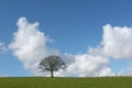 Solitary Winter Oak