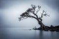 A solitary winter tree reflects on the calm lake, embodying serenity as snow blankets the landscape