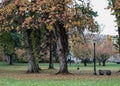 A solitary woman runner jogs through autumnal Lower Campus at Or