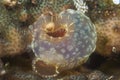 Solitary yellow ascidian