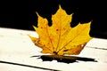 Yellow Fall Maple Leaf Stuck in Table Royalty Free Stock Photo