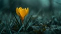 Solitary yellow flower with dew drops in a moody, dark grass setting Royalty Free Stock Photo