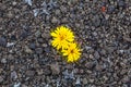 Solitary yellow flowers