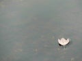 A Solitary Yellow Leaf Floating Adrift on a Shallow Pond