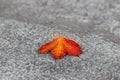 Solitary yellow-red maple leaf on the ground