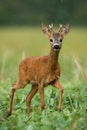 A solitary young roe deer buck standing on the grassland Royalty Free Stock Photo