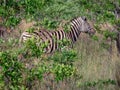 Solitary Zebra in Hiding in an Acacia Thicket in the Bushveld