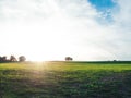 Solitude concept: Single tree standing on a meadow Royalty Free Stock Photo