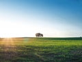 Solitude concept: Single tree standing on a meadow Royalty Free Stock Photo