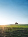 Solitude concept: Single tree standing on a meadow Royalty Free Stock Photo