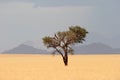 Solitude desert tree Royalty Free Stock Photo