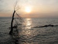 Solitude - flooded tree