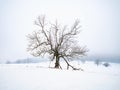 Solitude of Lone snowy tree in misty landscape