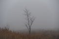 solitude nature concept of lonely tree in hazy frost mist field with copy space