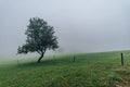 Solitude standing tree in a fog Royalty Free Stock Photo