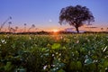 Solitude tree in blooming meadow at sunset Royalty Free Stock Photo