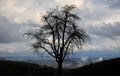 Solitude tree on a hill