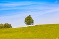 Solitude tree on the hill