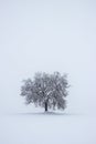 Solitude tree in snow covered landscape Royalty Free Stock Photo