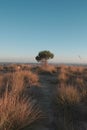 Solitude in a tree Royalty Free Stock Photo