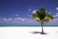 Solitude - White Sand Beach, Palm tree