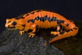 Solling fire salamander, Salamandra salamandra terrestris