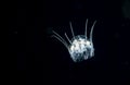 A Solmissus Jellyfish in the gulfstream at night. Royalty Free Stock Photo