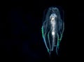 A solmissus jellyfish, image taken a night. Royalty Free Stock Photo