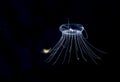 A solmissus jellyfish, image taken a night. Royalty Free Stock Photo